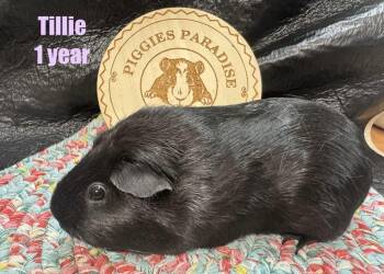 Rescue Short Haired Guinea Pigs for Adoption in Red Oak, Iowa - Tillie | PetCurious